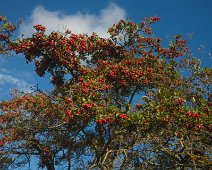 DSCF0257 autumn berries