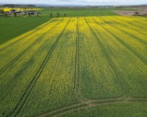 DJI_0021 Rapeseed field Duckett's Grove