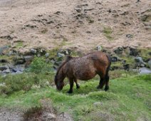 P1100281 pony grazing at the base of Slieve Donard